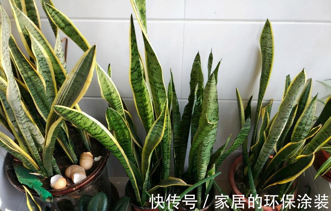 花肥不用买，在家自己做，“垃圾”桶里泡一泡，浇花大爆棚