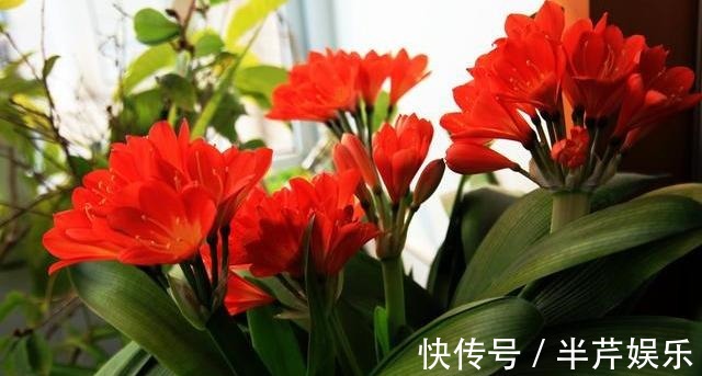 激素性|君子兰“开花”讲究大，好好催一催，接着冒花箭，花比拳头大