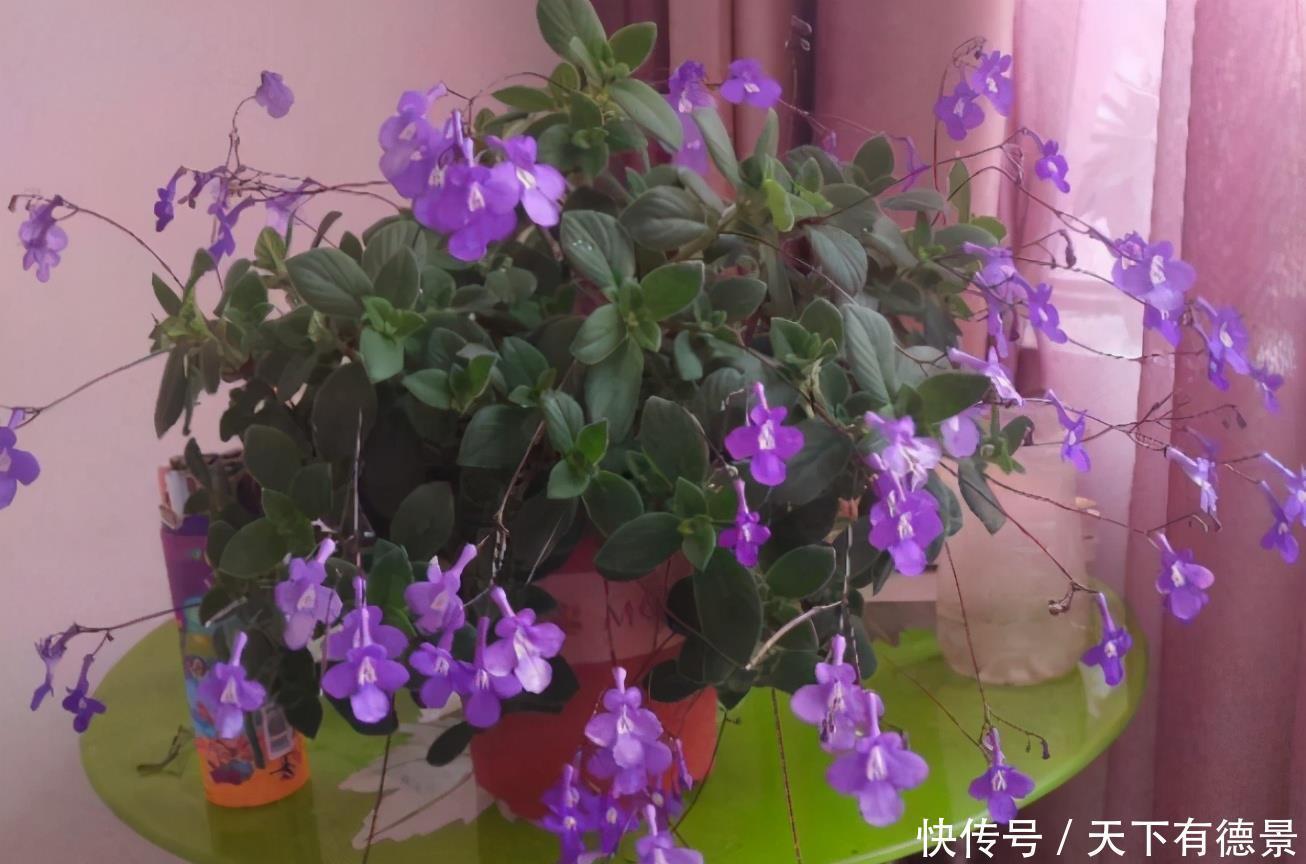 春天养花,怕害虫上门就早准备“3样”东西,有奇效!