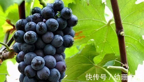 好吃|很有营养的3种食物，美容养颜、滋润皮肤，好吃又健康！