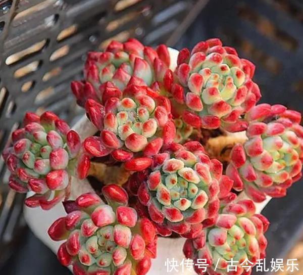 多肉蓝|秋天养多肉蓝苹果,“心狠手辣”长势好,养出极致状态美极了