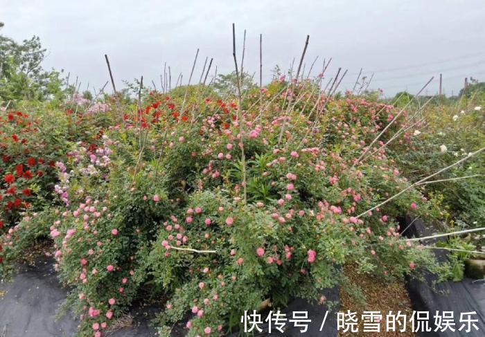 养殖|月季花的养殖方法