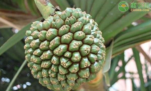 露兜树|南方这种水果,酷似菠萝,味甜多汁,营养价值高,少有人吃过