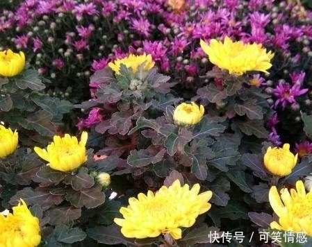 花市上菊花开得正艳,卖花老人却说出了旁人不知的烦恼