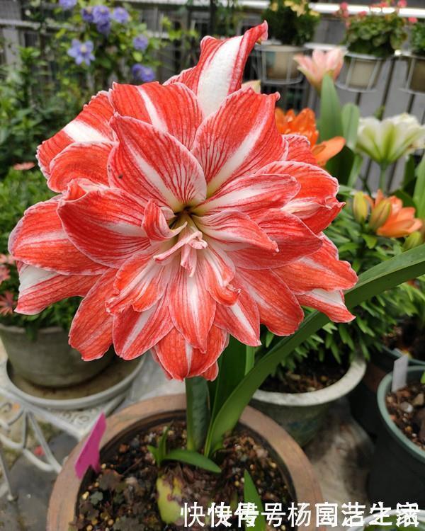 朱顶红|此花是世界名花,花大色艳,堪比牡丹,皮实好养活,还是盆栽佳品