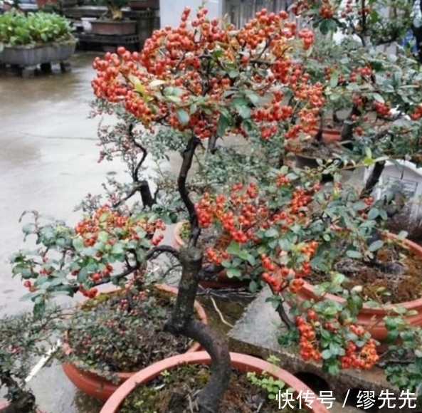 植物|农村遍地都是的植物，随便砍一棵都能做成盆景，别说你还不知道！