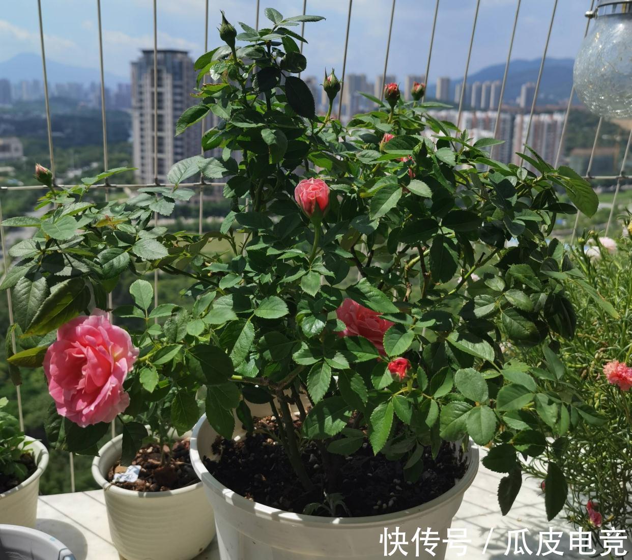 养一盆这种月季,一年爆花几次,又香又美,花朵大花色也漂亮