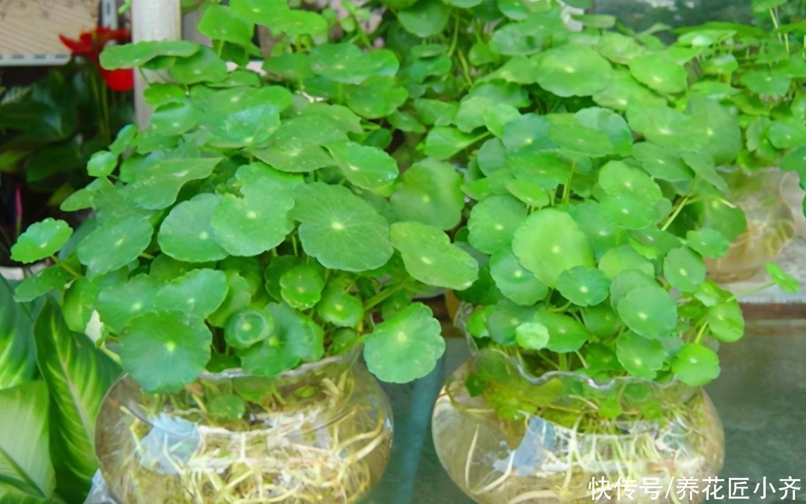 喷药|蚧壳虫身披“蜡质壳”,养花遇到很烦人,记住这几招,全部都消灭