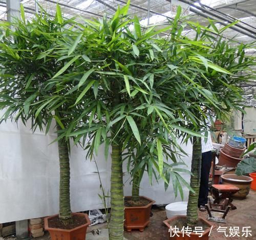 怪不得老公把发财树扔了,现阳台流行种此花卉,香飘满屋更迷人