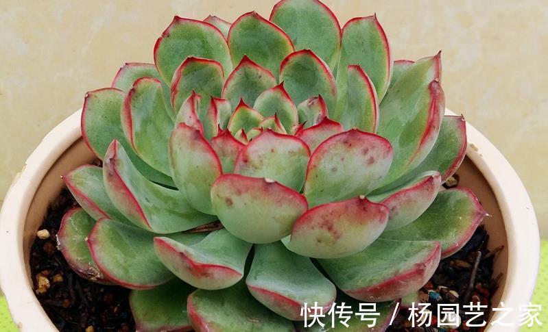鹿角海棠|普货多肉不普通,选这3样盆栽成老桩,比贵货还受人欢迎