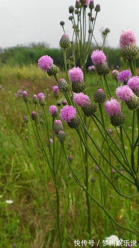马齿苋|田间常见的“恶性杂草”,很招人烦,殊不知炖汤味更鲜,还大补