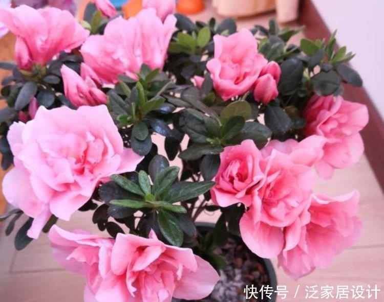 4种花养家里，福旺运旺财更旺，家里财运亨通，旺运一整年