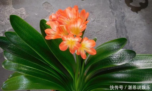 叶片|养君子兰,学会关键1招,叶片油绿,花开不停,一次开花几十朵!