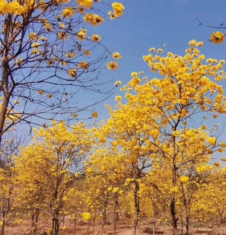 风铃花正如痴如醉 ，静待君赏