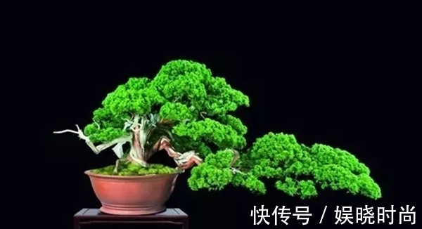 纸条|盆景造型的12原则