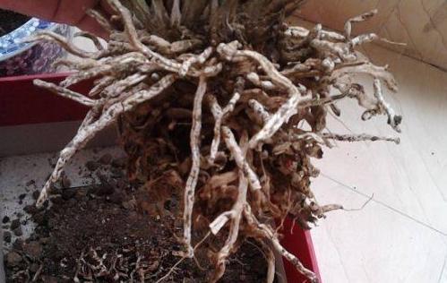 养花烦恼浇对水太难牢记5个重点，盆栽不烂根、少走弯路