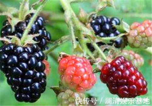 女性|女性要排毒,离不开4种食物,排出毒素,滋阴降火,缓解经期腹痛