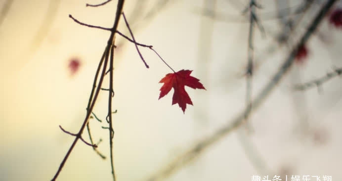 相爱|9月末，桃花满满，怦然心动，相爱相伴，相濡以沫，恩爱到白头