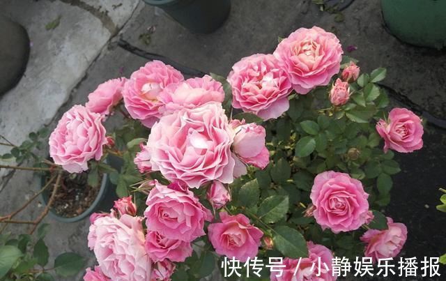 月季花|月季里的“开花机器”，能开一整年，花量非常多，阳台盆栽也可以