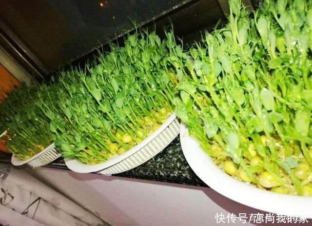 麻豌豆苗可以生吃吗