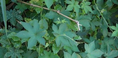 痈疖肿毒|农村随处可见的野草,你知道它可以干什么吗?