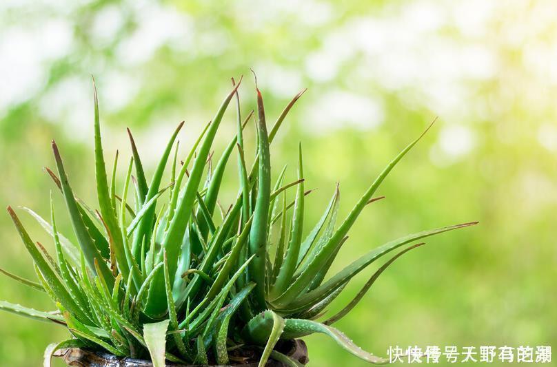 紫苏|这6种植物是生活的好帮手,家里养一盆,好看好养还可备不时之需