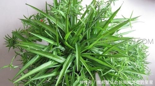 冬天养花“黄叶”怎么办?搞清楚“4个”原因,您的问题就能解决