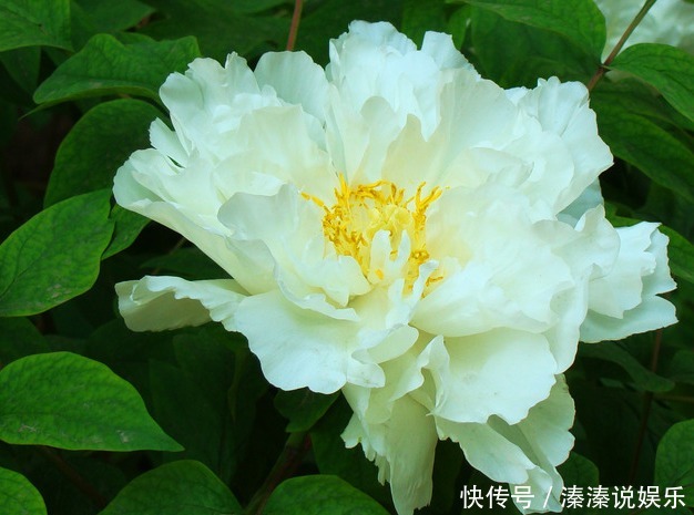 此花被誉为“花中之王”,雍容华贵仪态万千,象征着爱情的付出