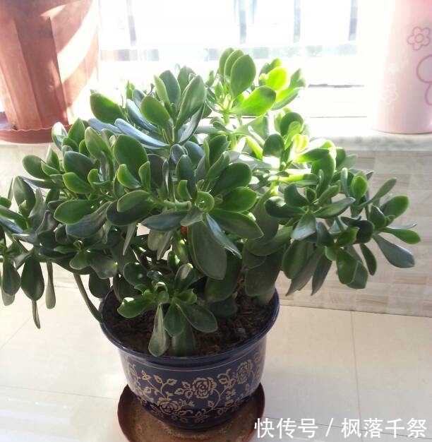 玉树|8月养玉树盆景，3件事不能做，叶翠绿厚实枝壮实，漂亮有精神