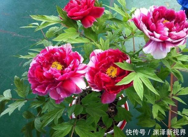 想要在家栽种牡丹花,请牢记3点,花期一到阳台、庭院成花海
