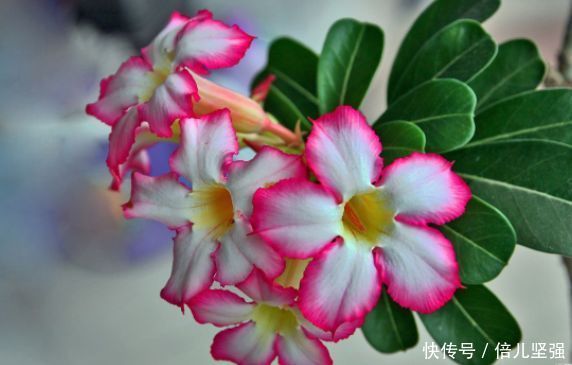 4种花是爆盆能手,开起花来拦不住,太好养给点水就疯长