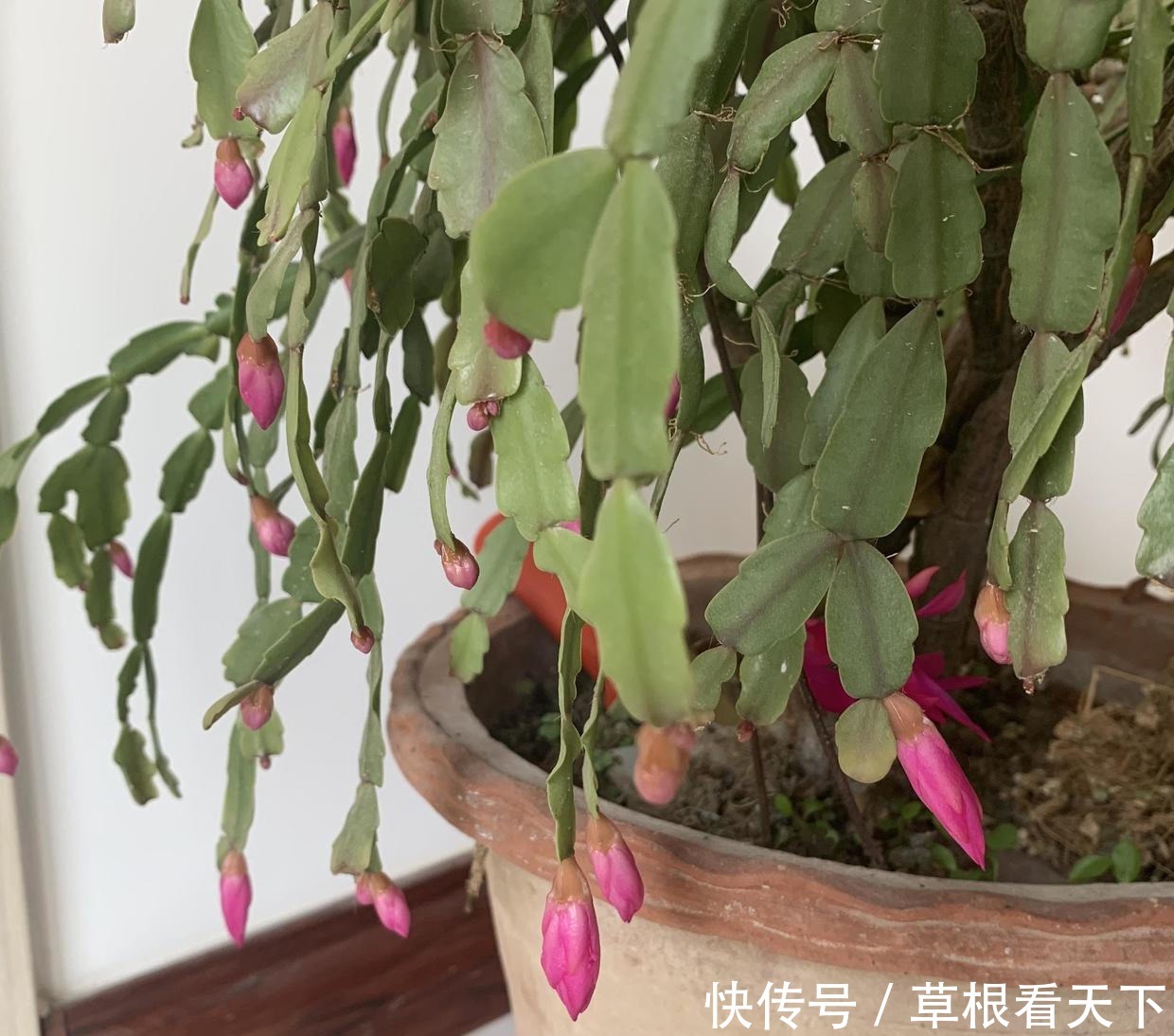 刘大娘养的蟹爪兰,10年时间,长成“蟹爪兰树”,开出花苞雨