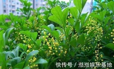 光照|家养米兰花总是长不好,教你4招,开成“爆米花”,比香水味还浓