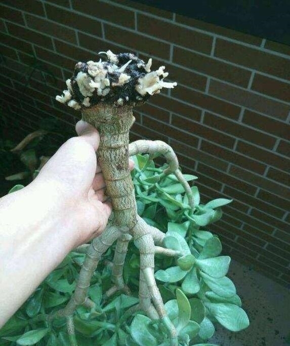 有机肥|玉树烂根还有救吗？教你3个挽救法，20天生根，让它“起死回生“