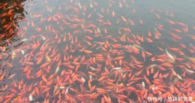 日本人钟情的“美食”,捕捞到直接生吃,现在越吃越少