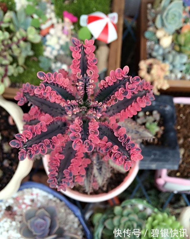 养花|家里养这5种花,怎么折腾也不死,养一盆爆一盆,懒人也合适