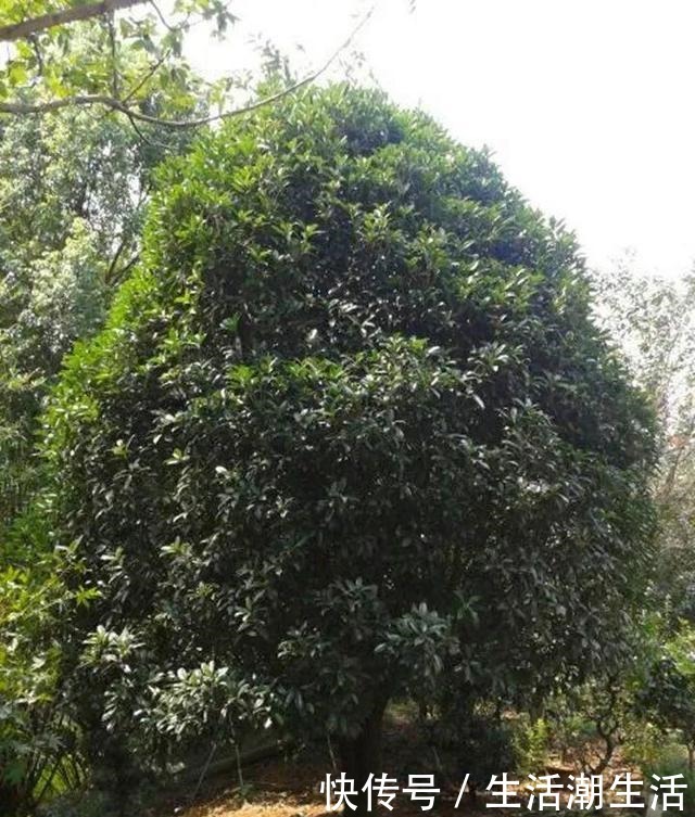 50年的桂花树，卖了5万块钱，大家觉得值吗！