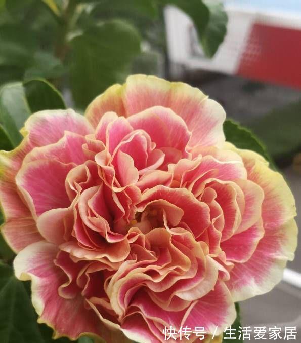 花卉|4种喜光花卉,越是多晒太阳,越是花繁叶茂,鲜艳貌美