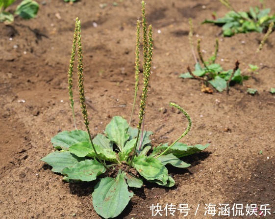 小便|野地车前草，养生大功效！车前草有七大顶级妙用，极少人知道！