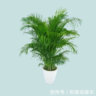 这5种植物,放置在家中百利而无一害!