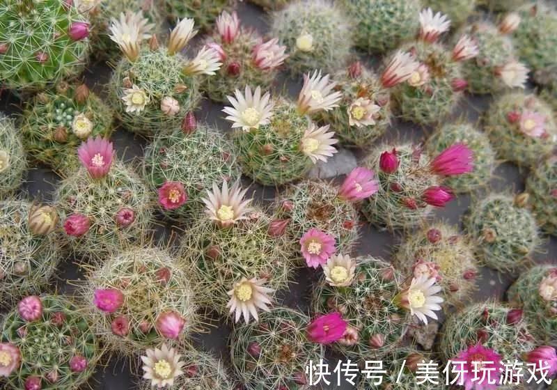 叶片|9种养不死的花,绿萝只能排最后,再养不活就剁手吧