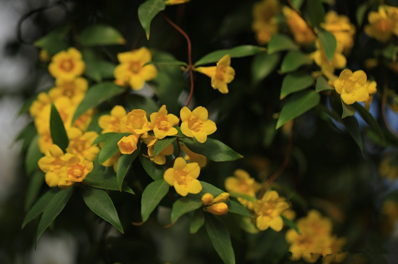 此花比香水还香,花期超半年,冬天也开花,漂亮又好养,值得拥有