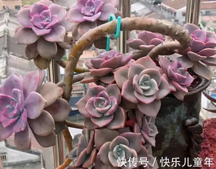 喜欢老桩多肉就养这3盆,皮实好养长势旺,养2年长成群生小老桩