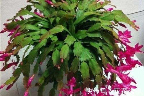 长寿花|什么花都养不好，就养2种花，开花漂亮，养护简单