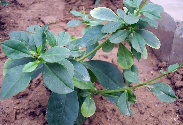 乡间土生土长的人参是一种高级补品，滋补强身，价值连城