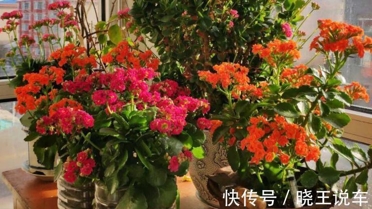 花友们|长寿花养殖和扦插技巧