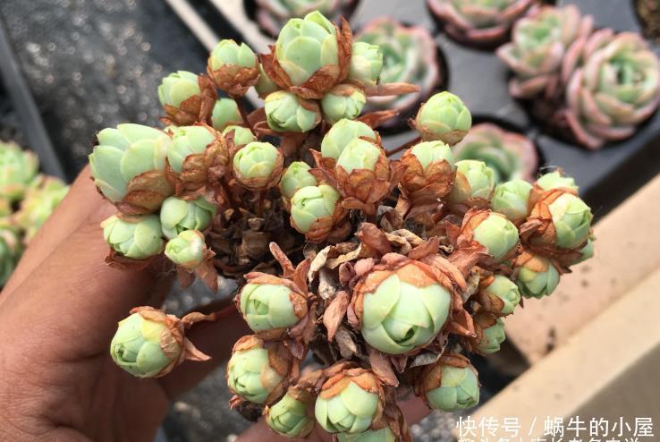 多肉山地玫瑰夏季都会休眠,那么什么时候给它们断水比较合适呢?