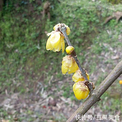 梅香|自制梅花茶