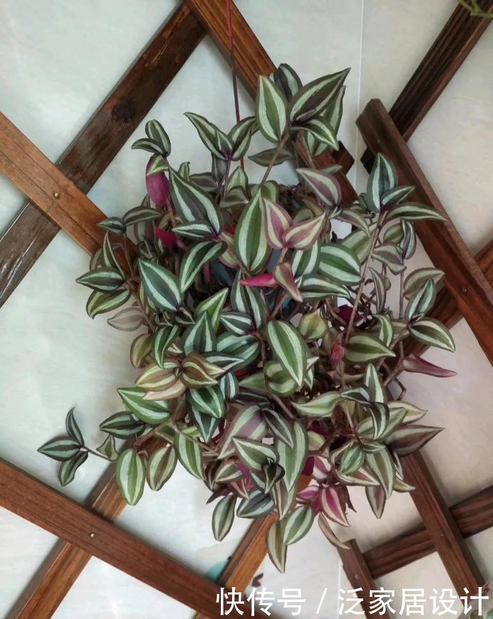 红缨吊兰|养花位置不够了?养这“6种”可以吊起来养的花,好看又不占地方