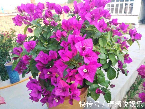 搬走|家里的“2个”地方,别再“养花”了,养了也得搬走